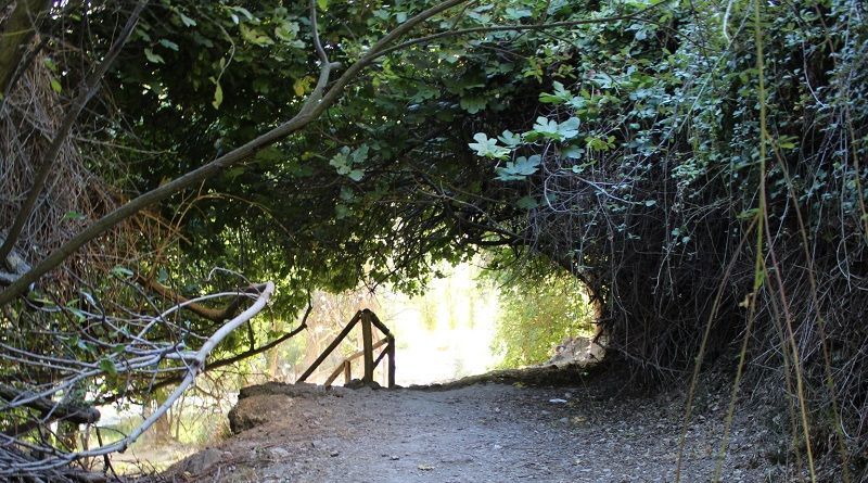 Misterioso bosque de higueras en Peralta