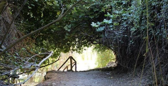 Misterioso bosque de higueras en Peralta