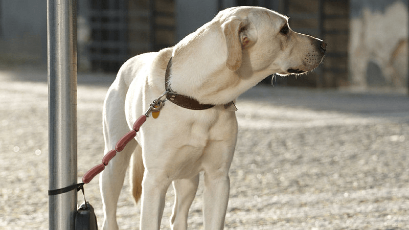 Atar los perros con longanizas dicho eldense Atar los perros con longanizas dicho eldense