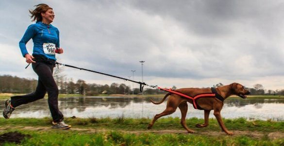 canicross deporte running correr perro