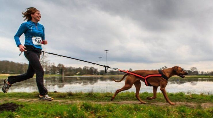 canicross deporte running correr perro