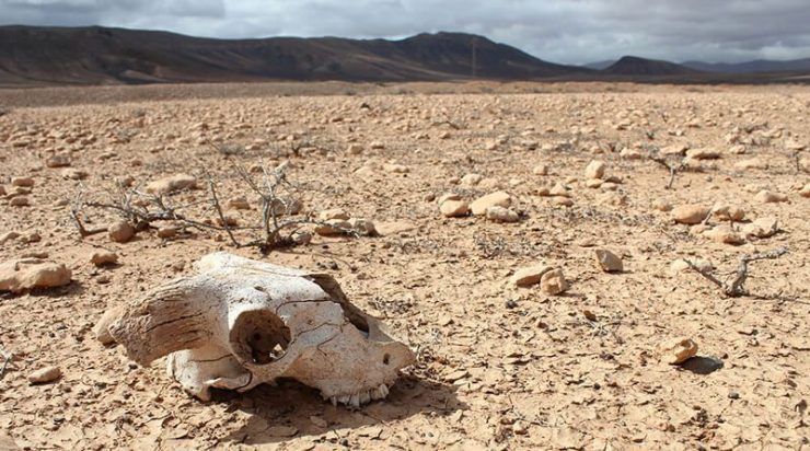 sexta extinción