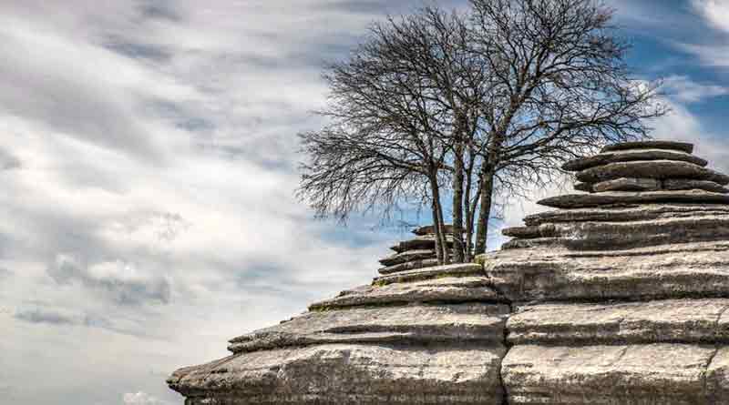 Árbol Torcal de Antequera