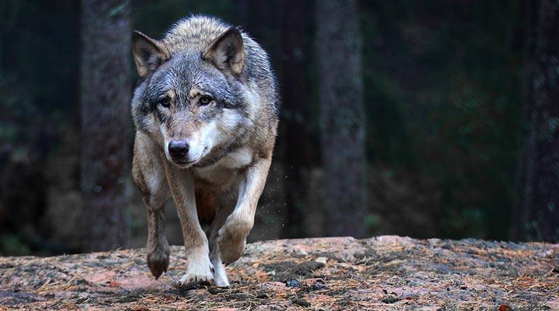 Cazorla La Leyenda De El Último Lobo