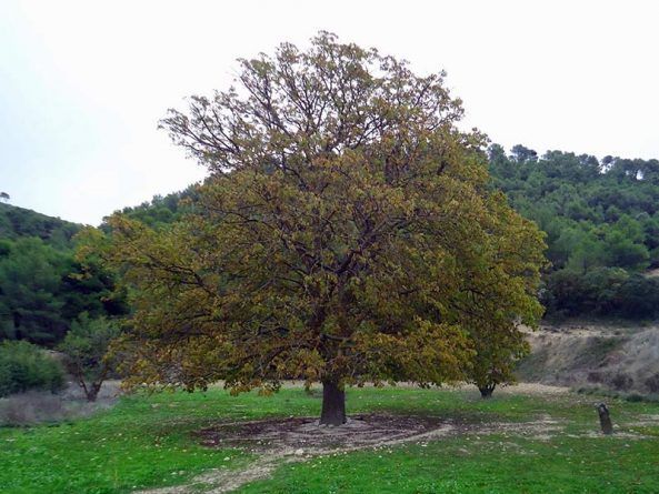 Xorret del Catí. Castaño de Indias. Gluubo