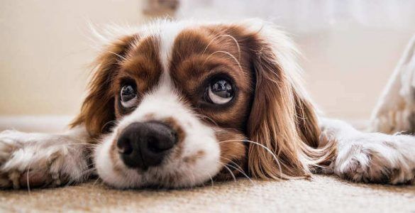 viaje con mascotas consejos