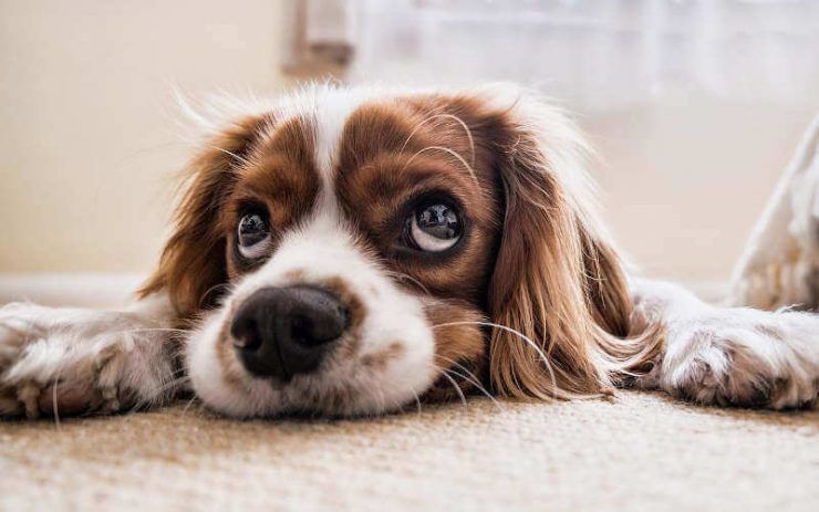 viaje con mascotas consejos