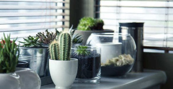 plantas viajar