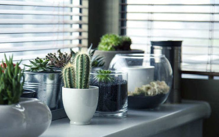 plantas viajar