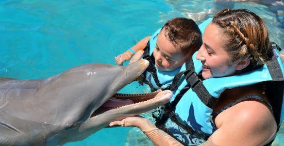 dolphin-discovery-vallarta-delfines