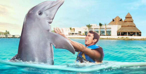 delfines Cozumel