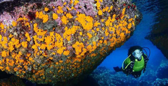herradura granada buceo